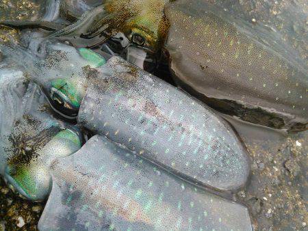 アオリちゃんです